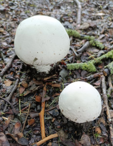 Гриб из Лкнж