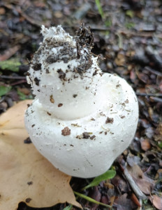 Гриб из Лкнж