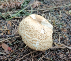 Гриб из Лунд