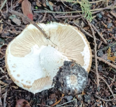 Гриб из Лунд