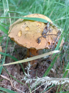 Дубовик обыкновенный