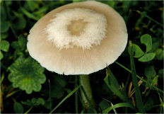 Гриб из Москва