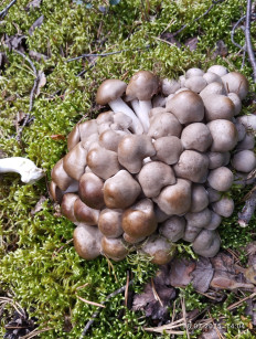 Рядовка скученная