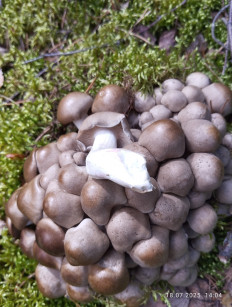 Рядовка скученная