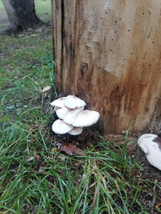 Плютей белый