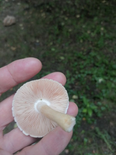 Плютей белый