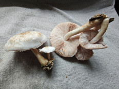 Плютей белый