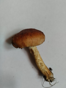 Гриб из Екатеринбург