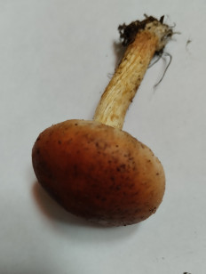 Гриб из Екатеринбург