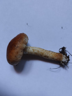 Гриб из Екатеринбург