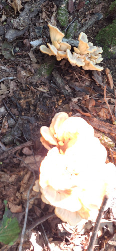 Гриб из Ла Плата