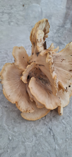 Гриб из Ла Плата