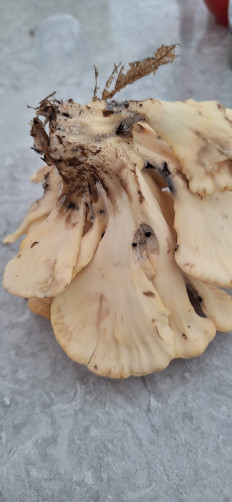 Гриб из Ла Плата