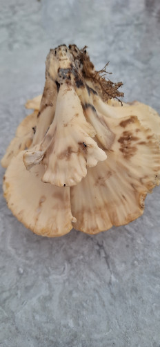 Гриб из Ла Плата