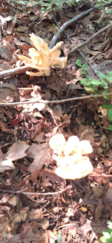 Гриб из Ла Плата