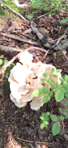 Гриб из Ла Плата