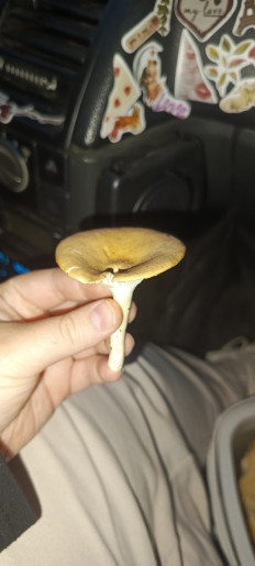 Гриб из Омск