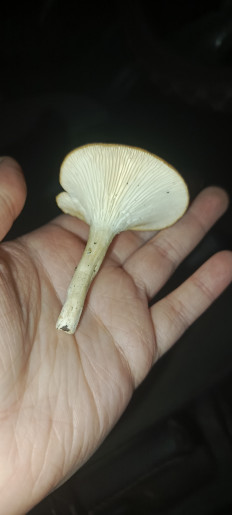 Гриб из Омск