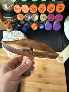 Гриб из Арброт, Шотландия