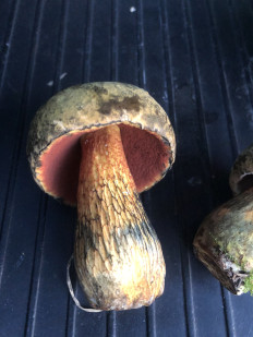 Дубовик обыкновенный