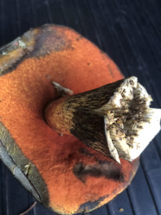 Дубовик обыкновенный