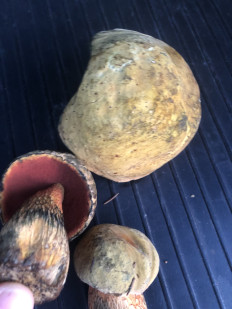 Дубовик обыкновенный