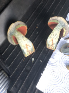 Дубовик обыкновенный