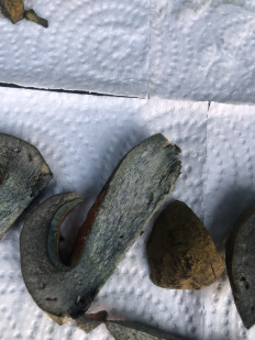 Дубовик обыкновенный