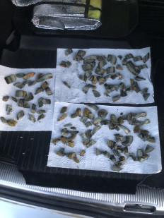 Дубовик обыкновенный