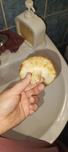 Гриб из Омск