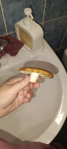 Гриб из Омск