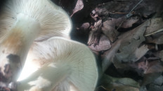 Гриб из Кинель, Самарской