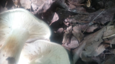 Гриб из Кинель, Самарской