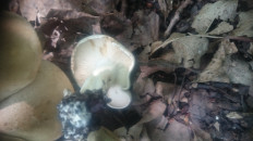 Гриб из Кинель, Самарской