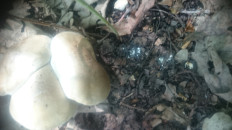 Гриб из Кинель, Самарской