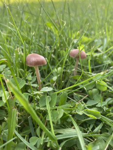 Гриб из Москва