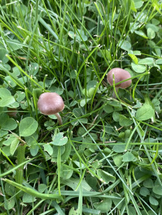 Гриб из Москва