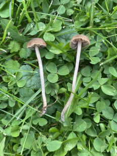 Гриб из Москва