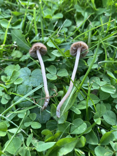 Гриб из Москва