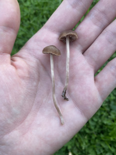 Гриб из Москва