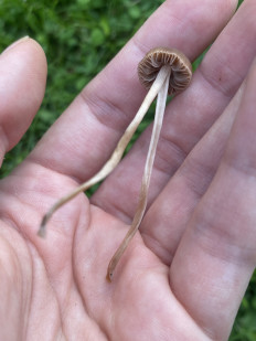 Гриб из Москва