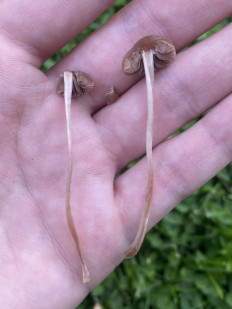 Гриб из Москва