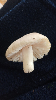 Гриб из Ворыпаево