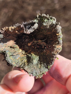 Гриб из Москва