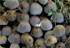 Coprinellus disseminatus - Навозник рассеянный
