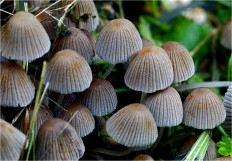 Coprinellus disseminatus - Навозник рассеянный