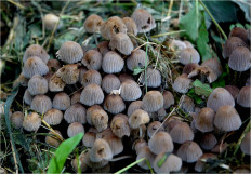 Coprinellus disseminatus - Навозник рассеянный