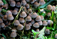Coprinellus disseminatus - Навозник рассеянный