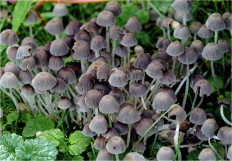 Coprinellus disseminatus - Навозник рассеянный