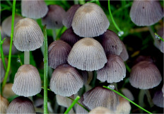 Coprinellus disseminatus - Навозник рассеянный
